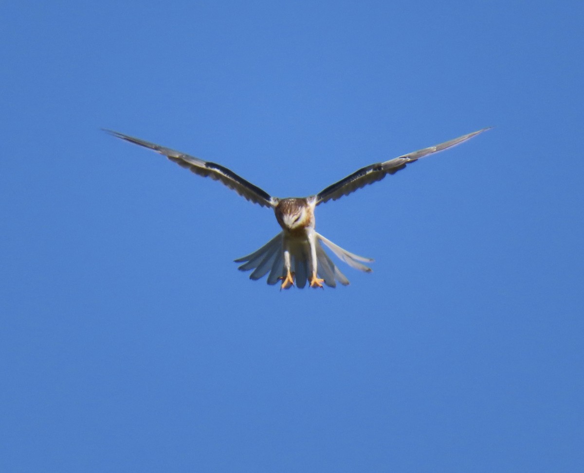 White-tailed Kite - ML619921105