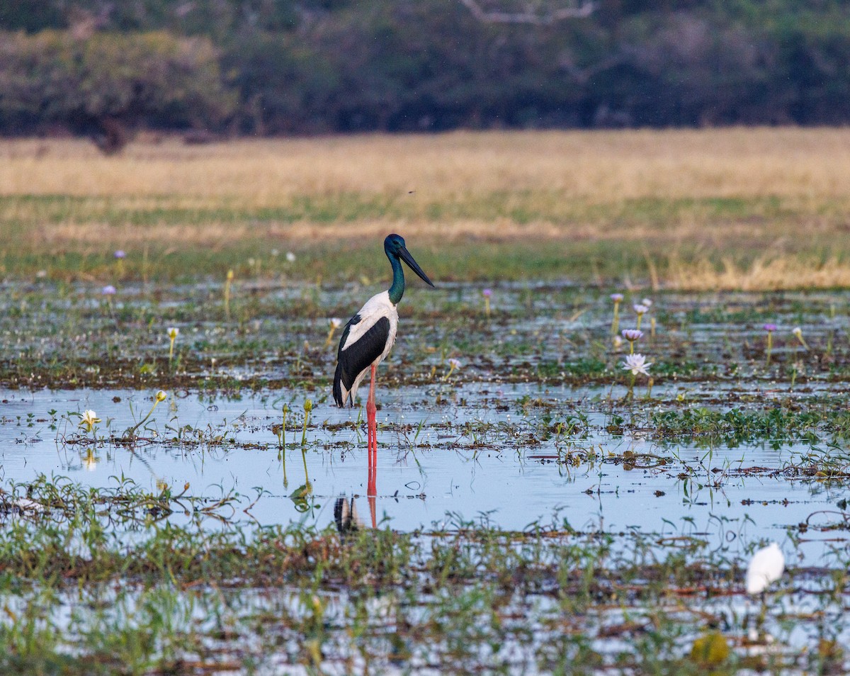Black-necked Stork - ML619921109