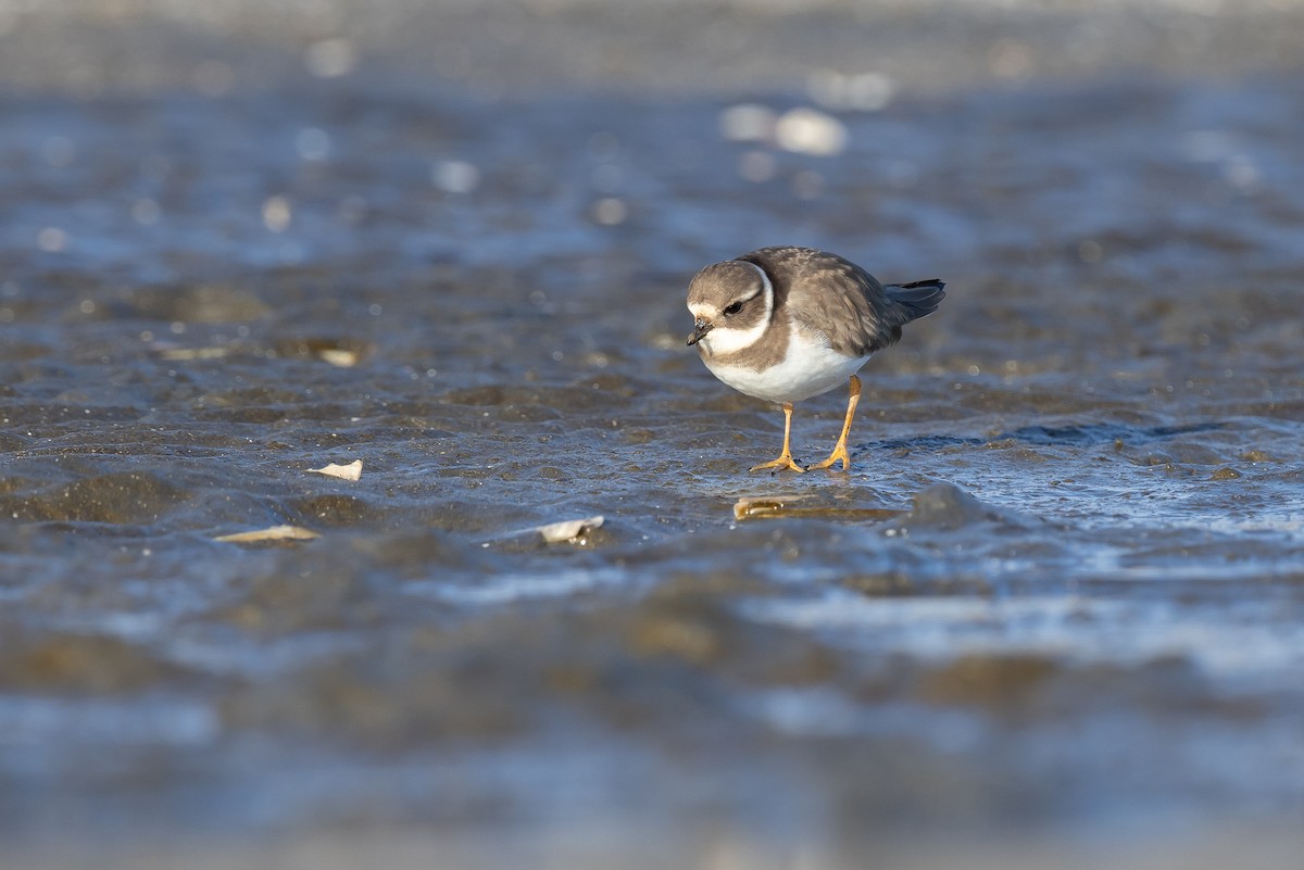 Common Ringed Plover - ML619921110