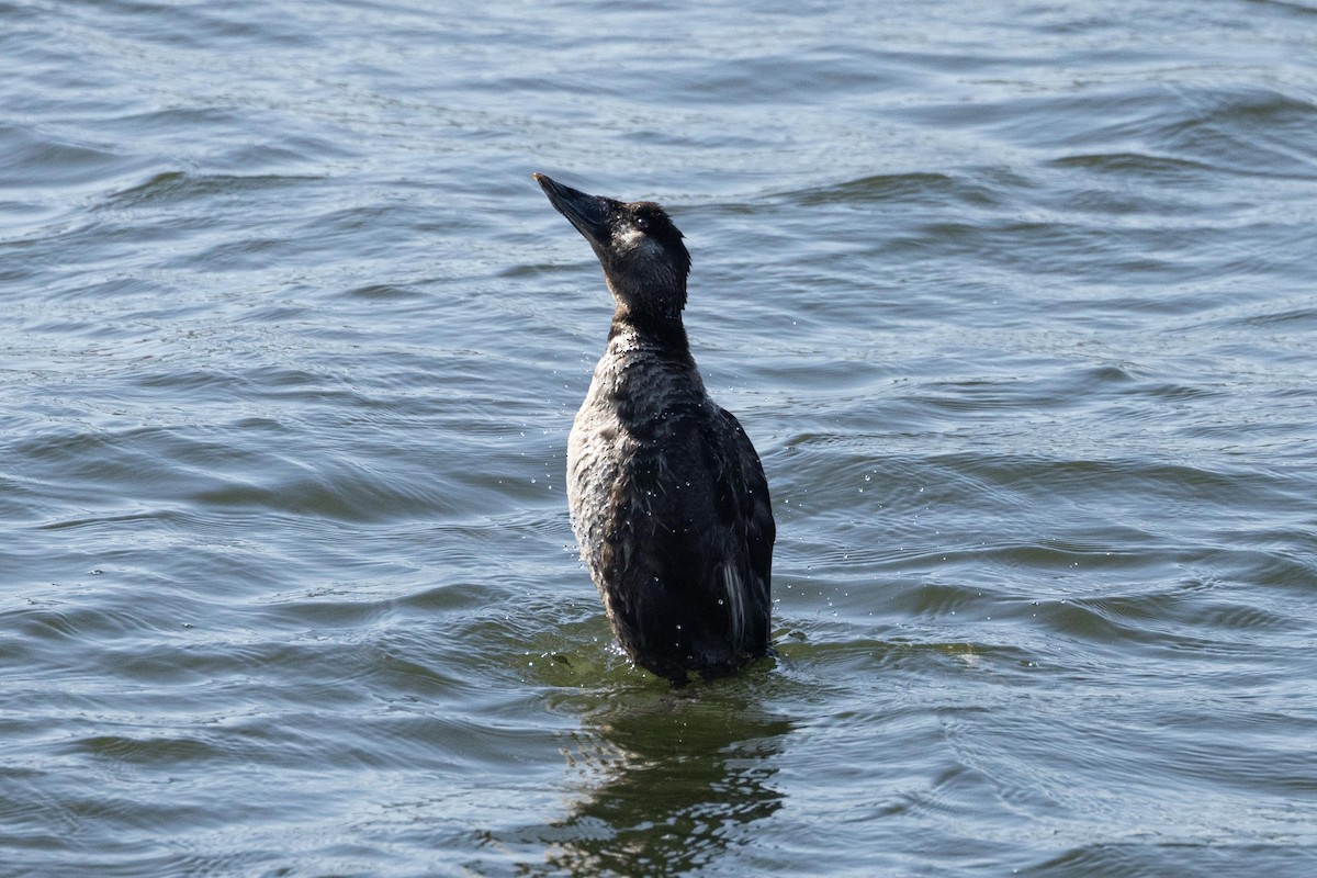 Surf Scoter - ML619921112