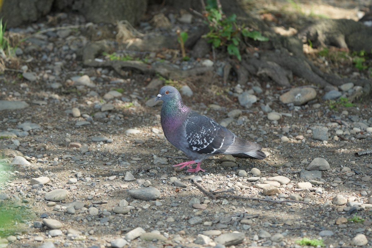 Rock Pigeon (Feral Pigeon) - ML619921117