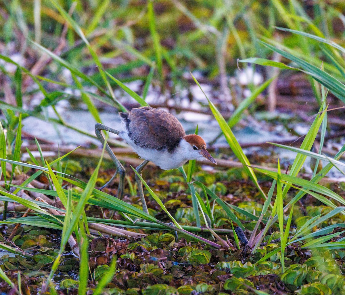 Jacana à crête - ML619921119