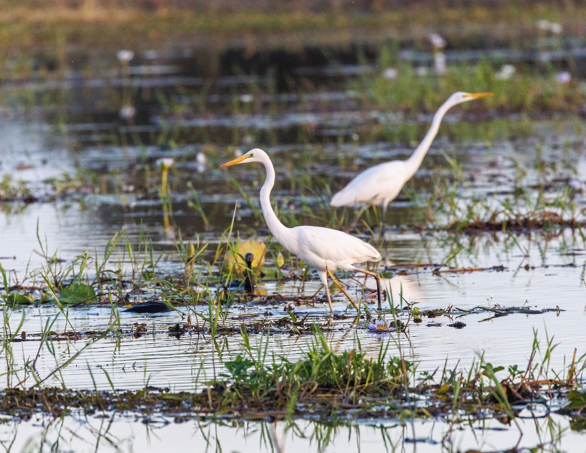 Great Egret - Paul Rankin