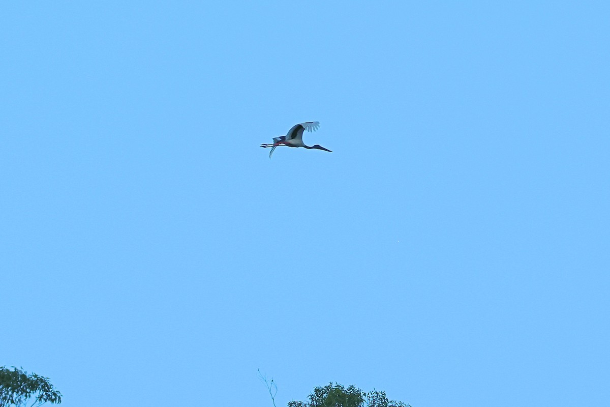 Black-necked Stork - ML619921140