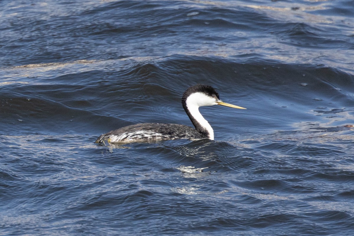 Western Grebe - ML619921148