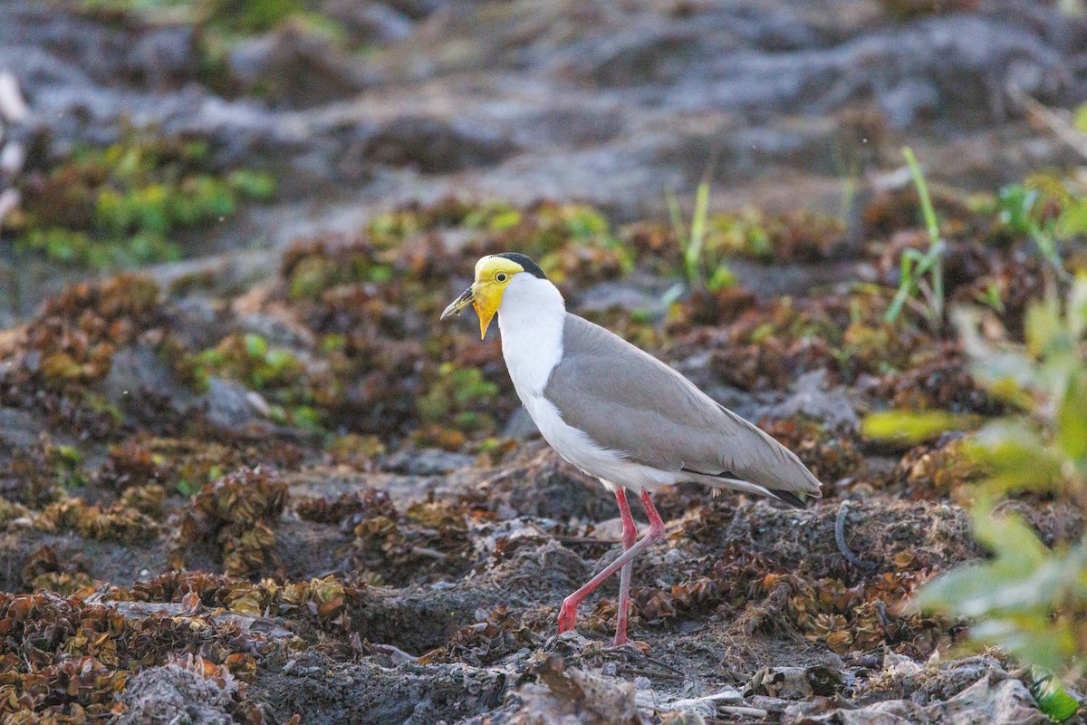 Masked Lapwing - ML619921156