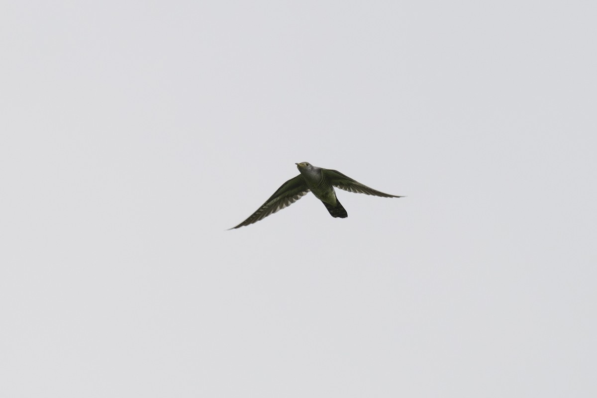 Common Cuckoo - ML619921166