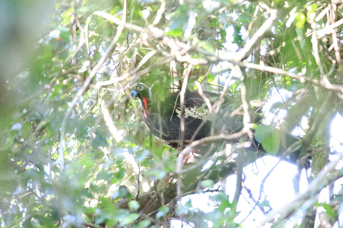 Black-fronted Piping-Guan - ML619921174
