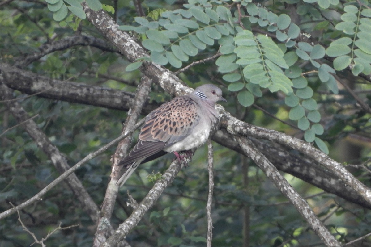 European Turtle-Dove - Aitor Zabala