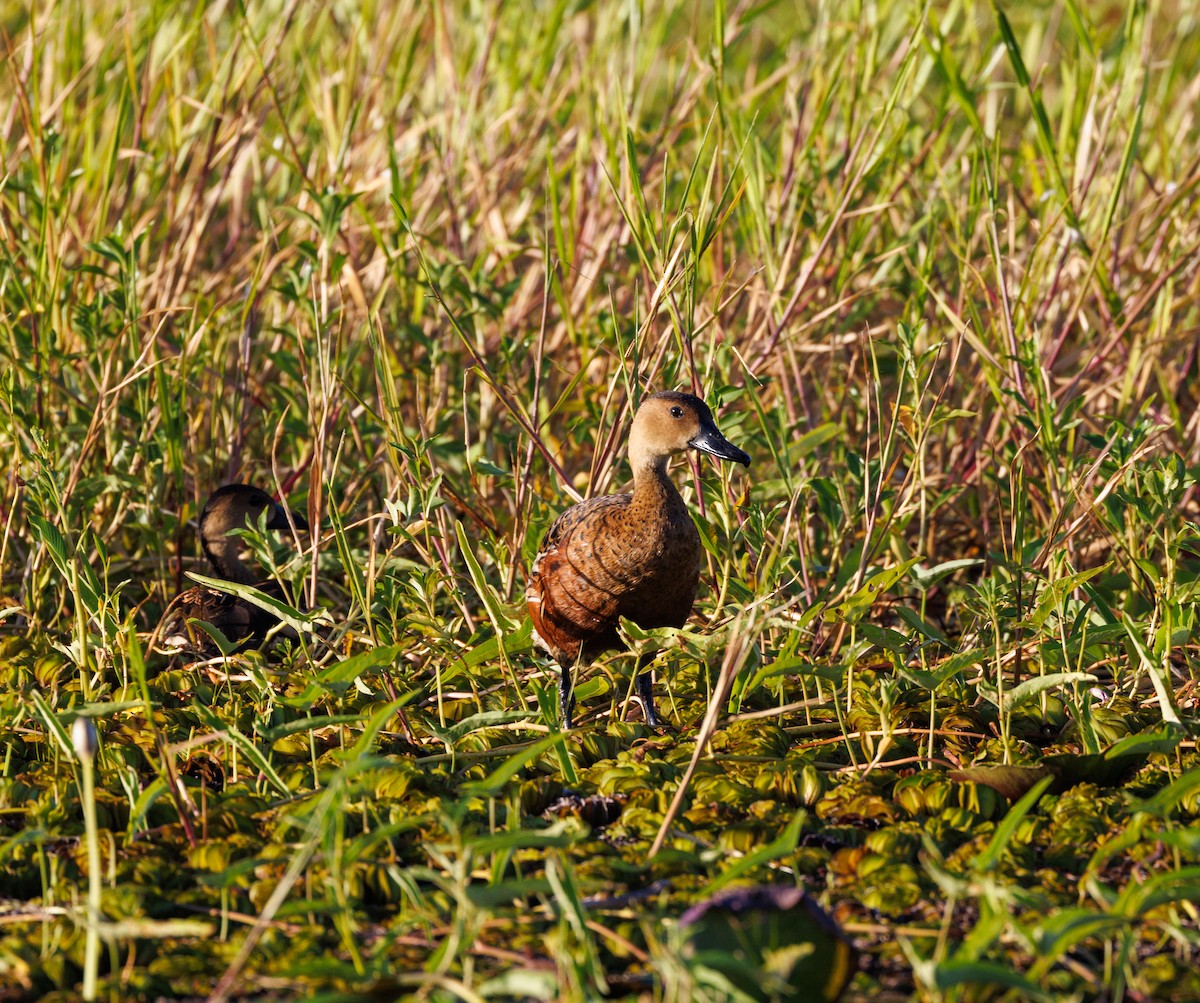 Dendrocygne à lunules - ML619921191