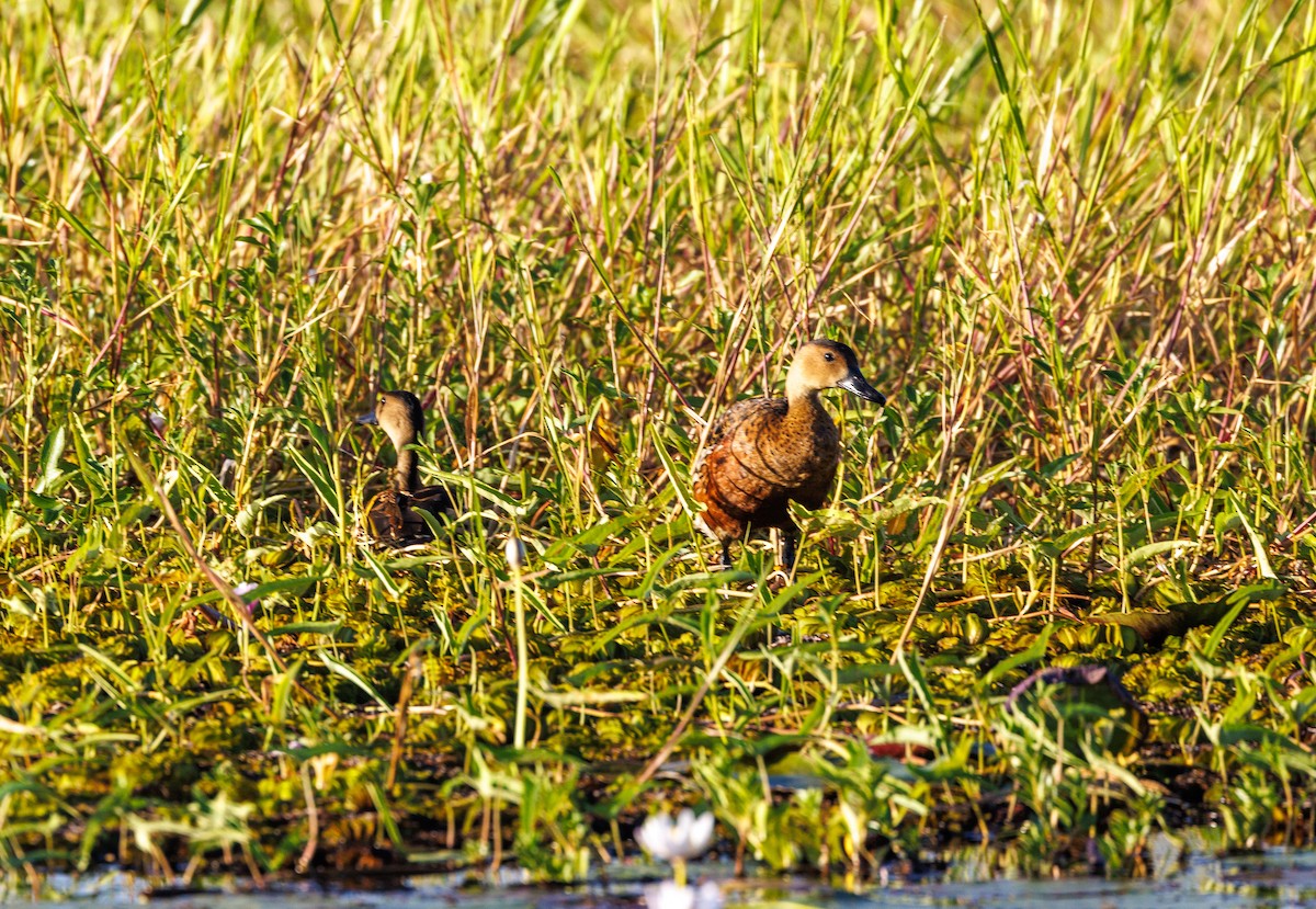 Wandering Whistling-Duck - ML619921192