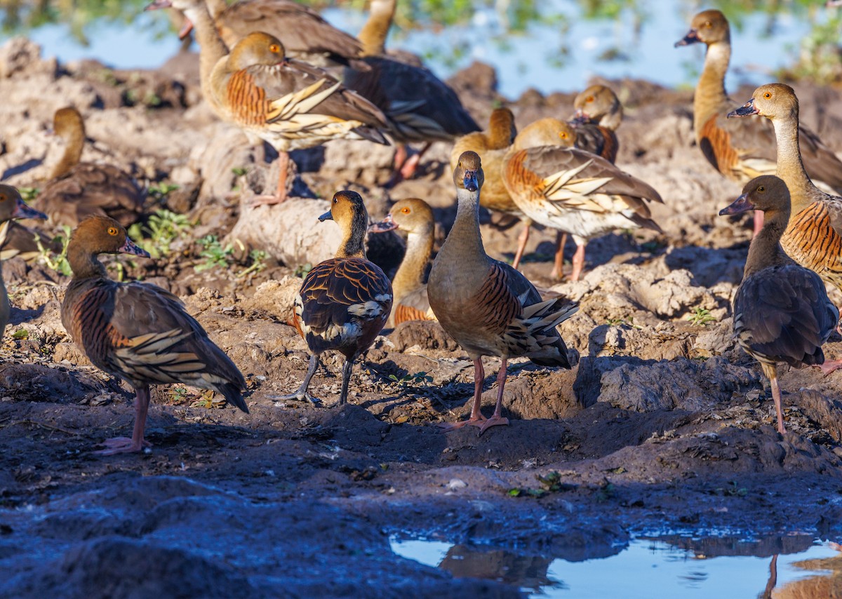 Wandering Whistling-Duck - ML619921193