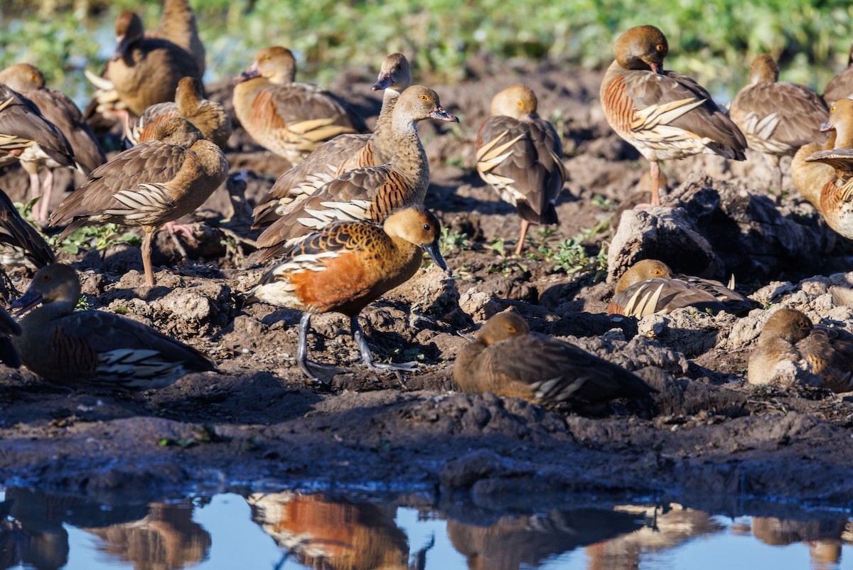 Wandering Whistling-Duck - ML619921194