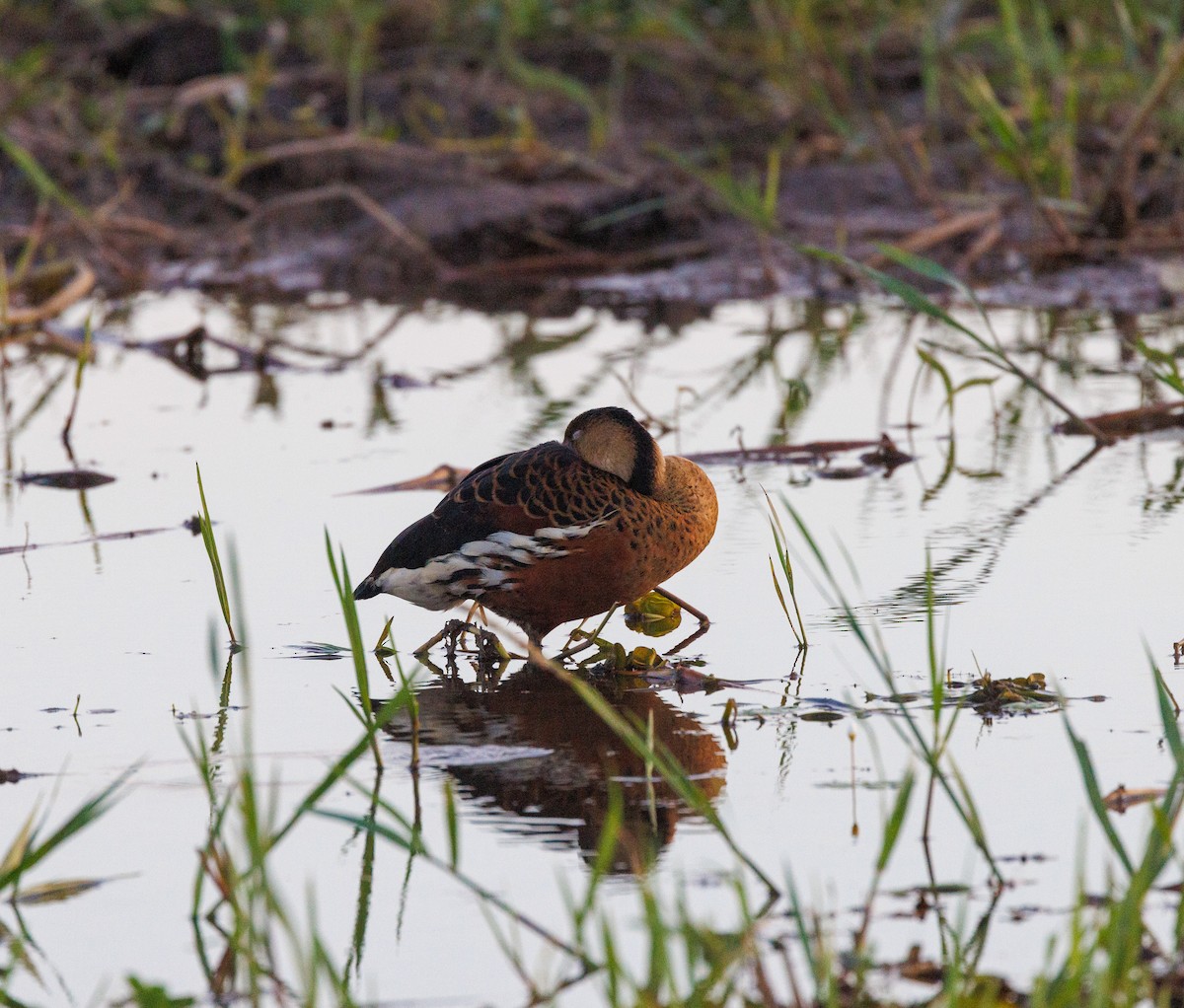 Wandering Whistling-Duck - ML619921195