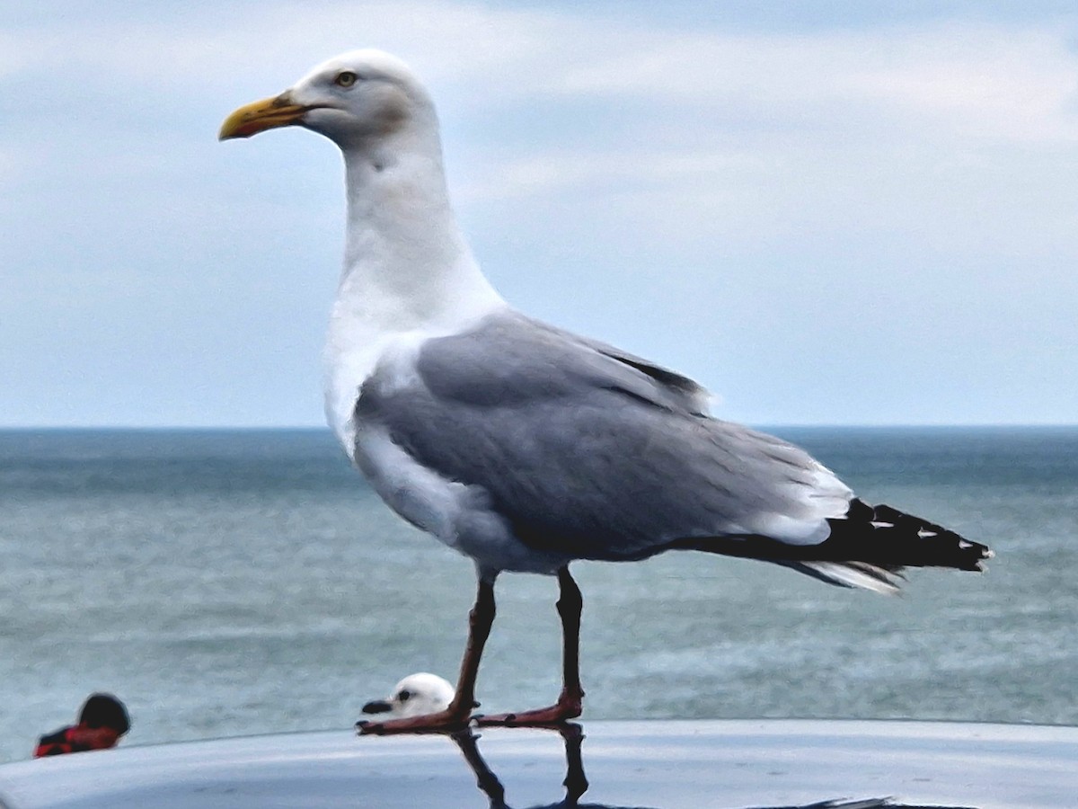 Goéland argenté (argentatus/argenteus) - ML619921199