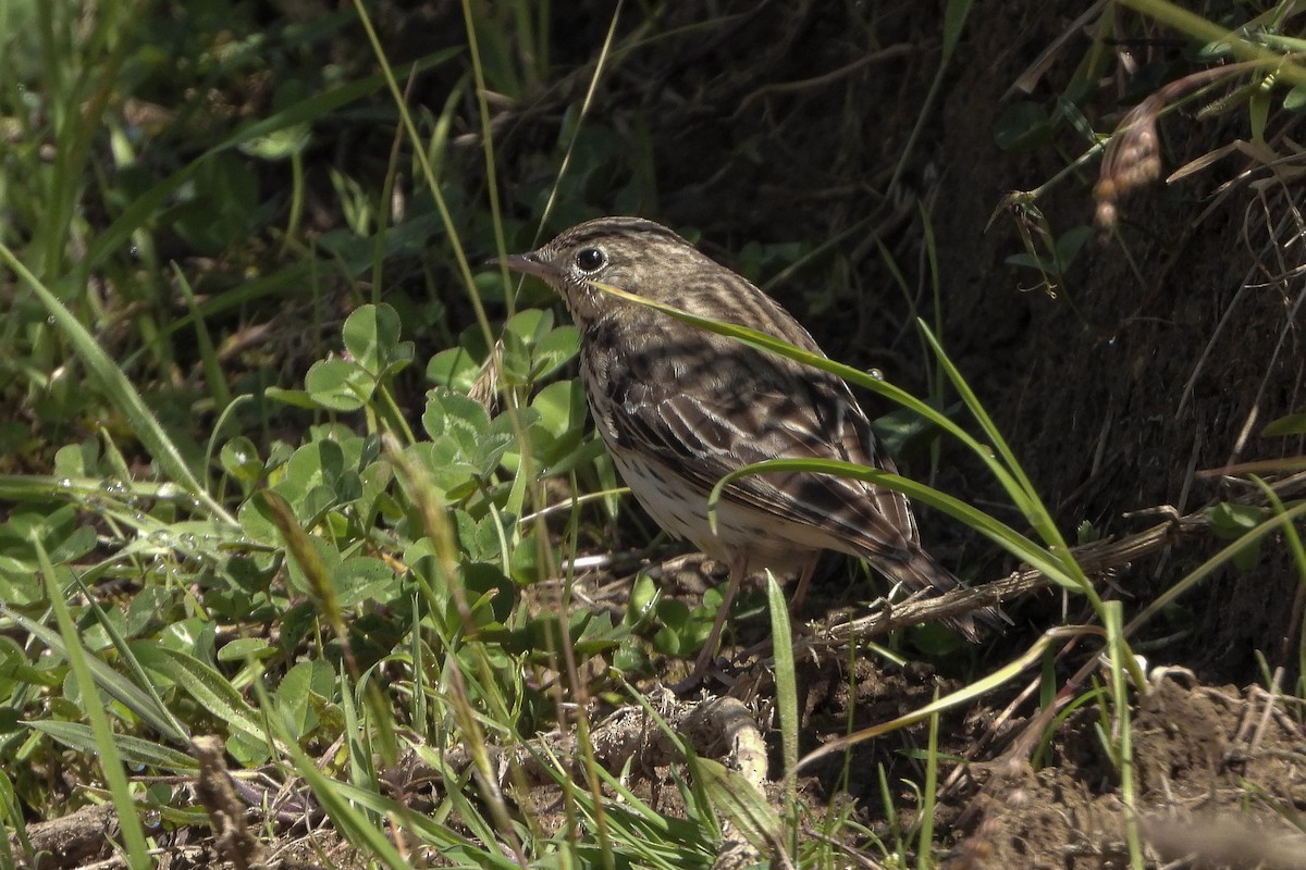 Tree Pipit - ML619921202