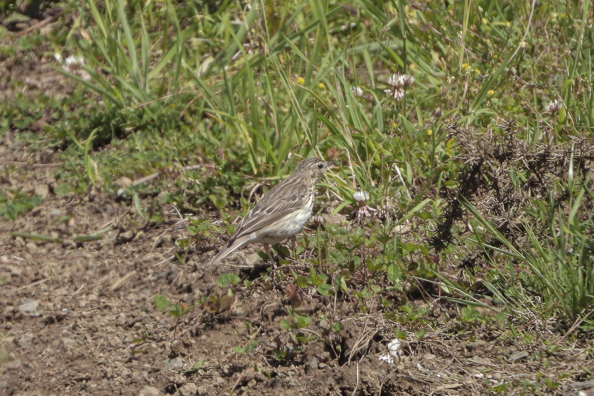 Tree Pipit - ML619921203