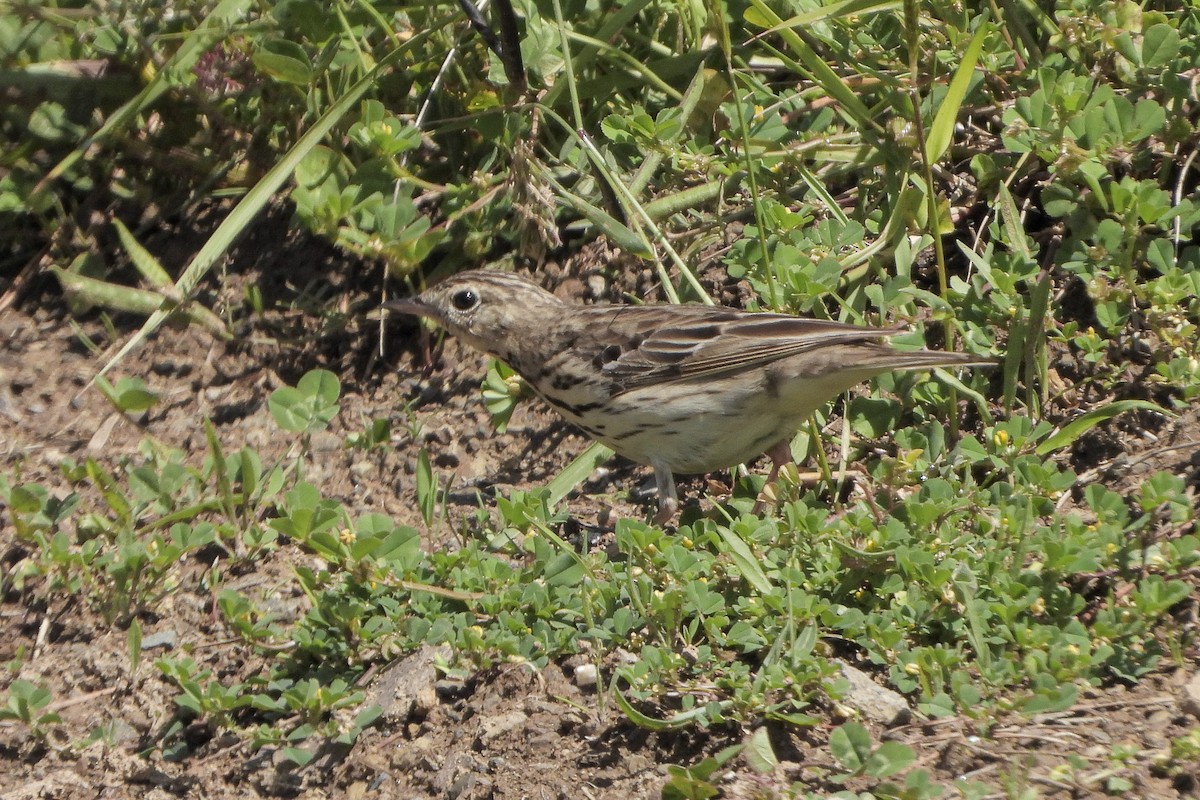 Tree Pipit - ML619921204