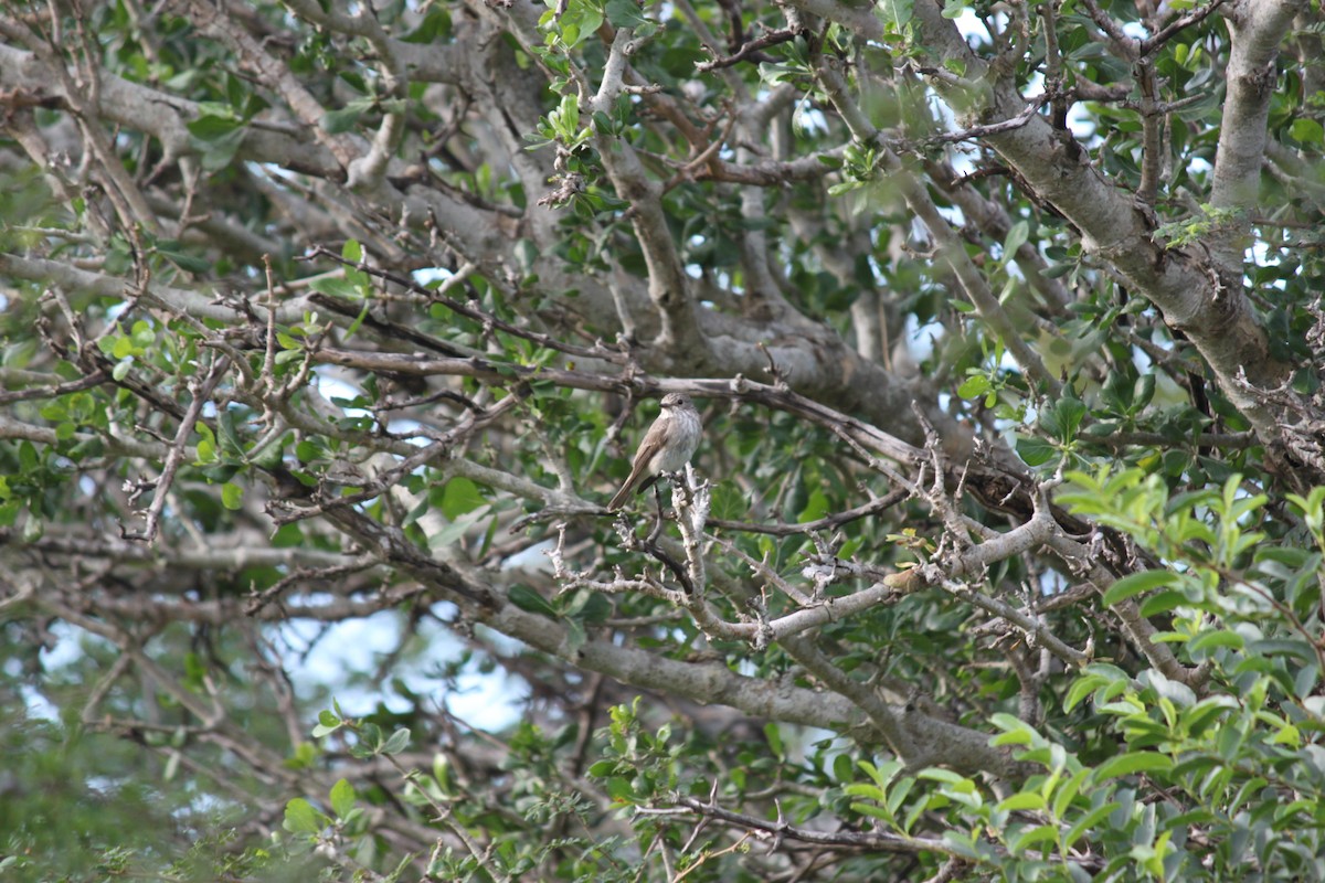 Spotted Flycatcher (Spotted) - ML619921235