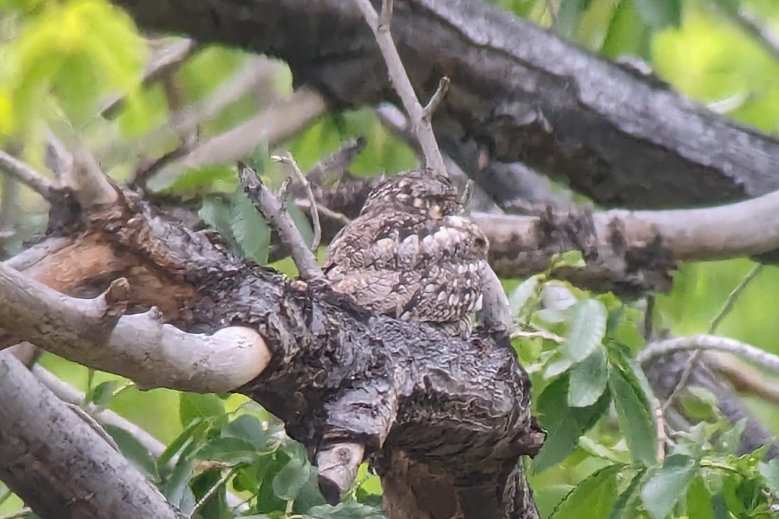 Lesser Nighthawk - Kilian White