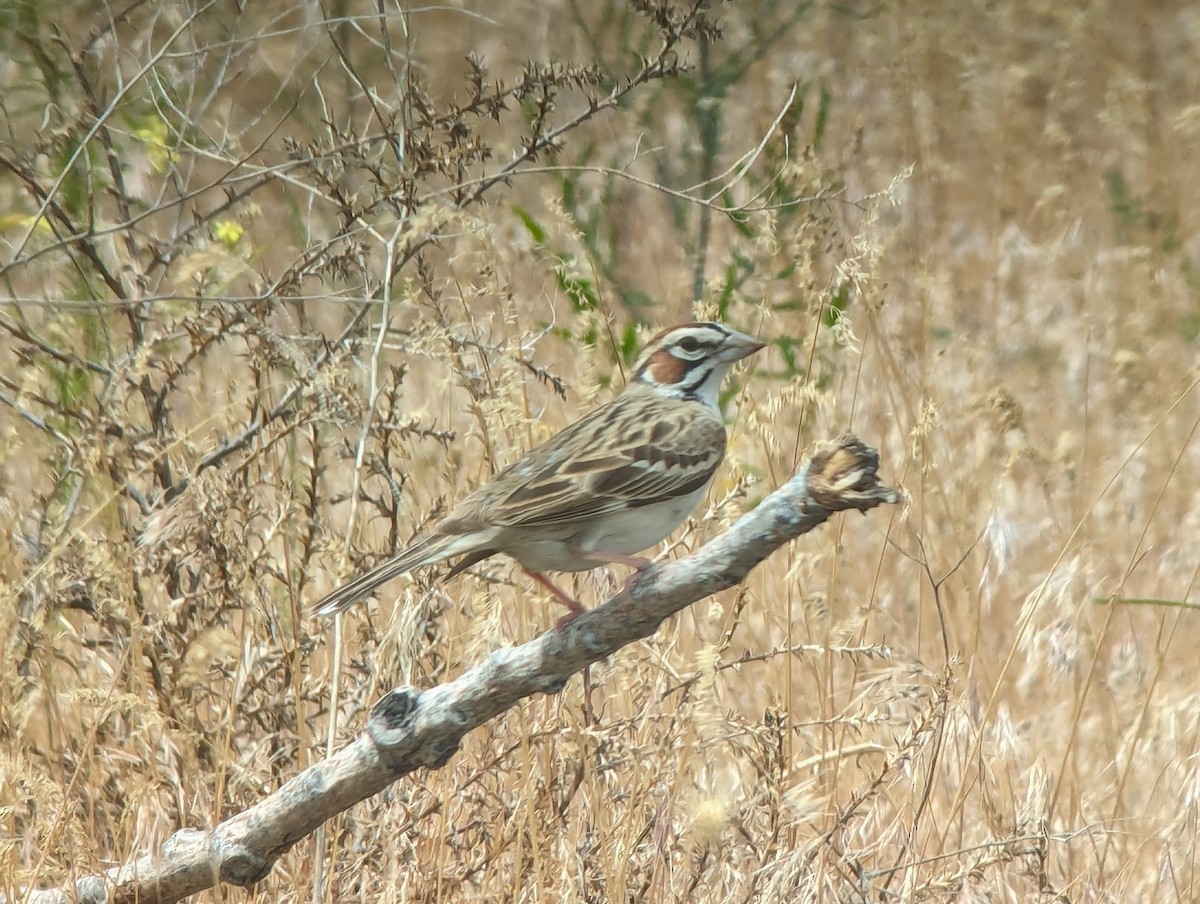 Lark Sparrow - ML619921261