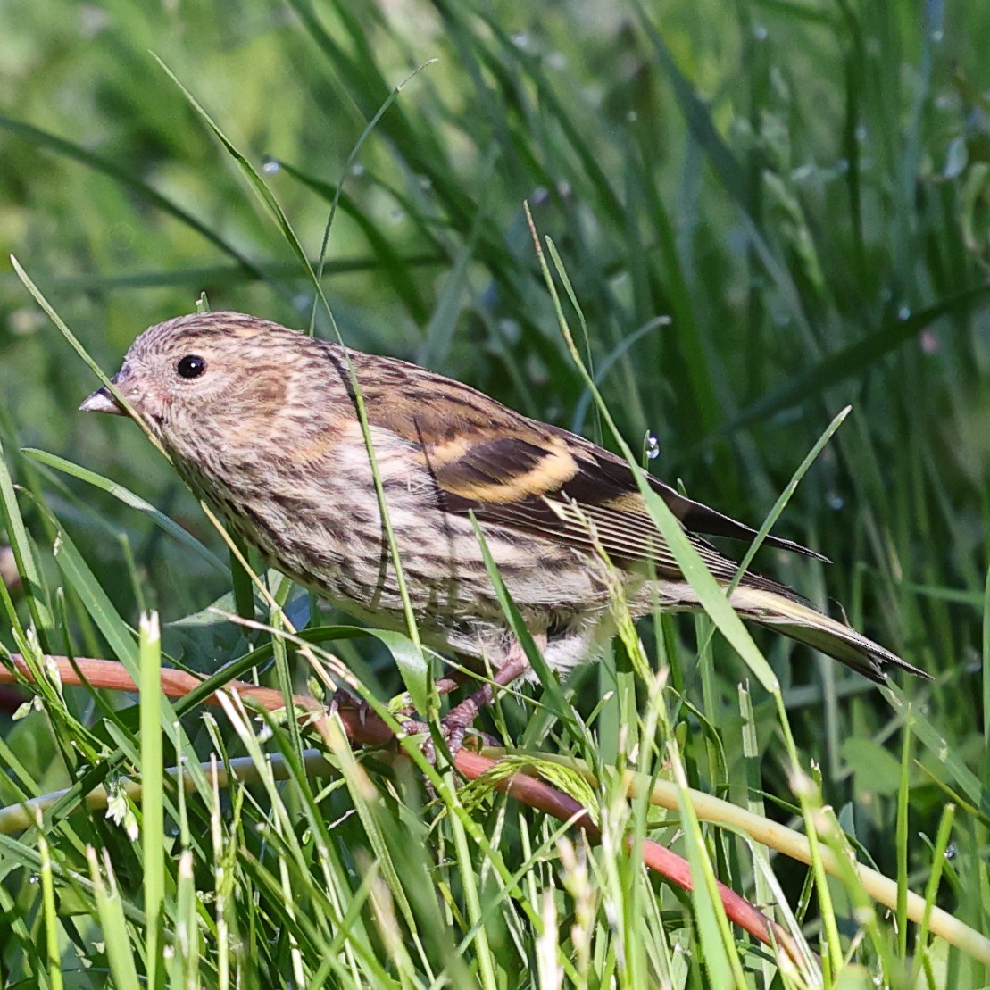 Eurasian Siskin - ML619921268