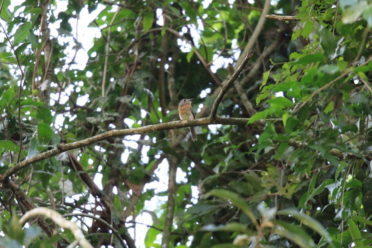 Monjilla Macurú - ML619921271