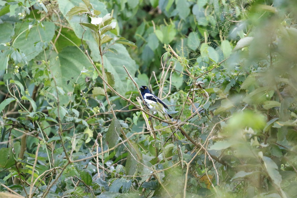 Magpie Tanager - ML619921279