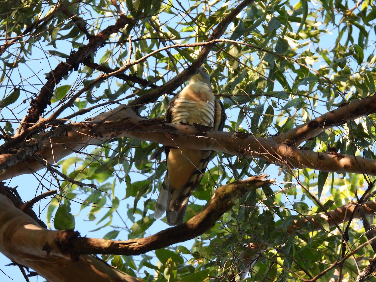 Pacific Baza - ML619921295