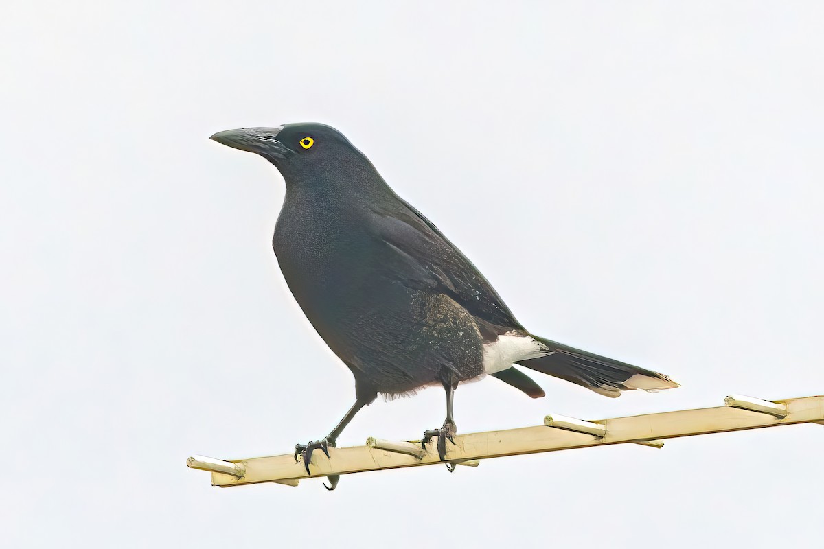 Pied Currawong - ML619921308