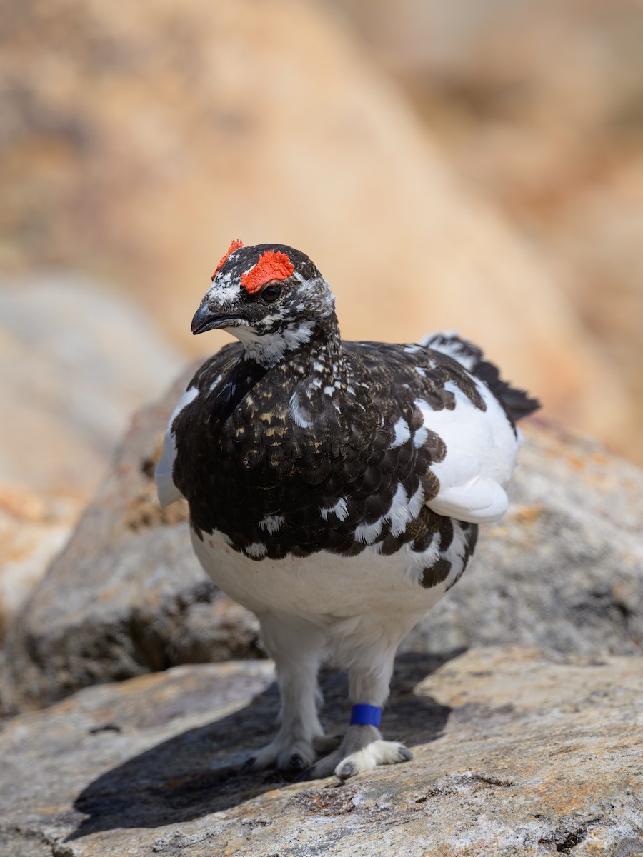 Rock Ptarmigan - ML619921324