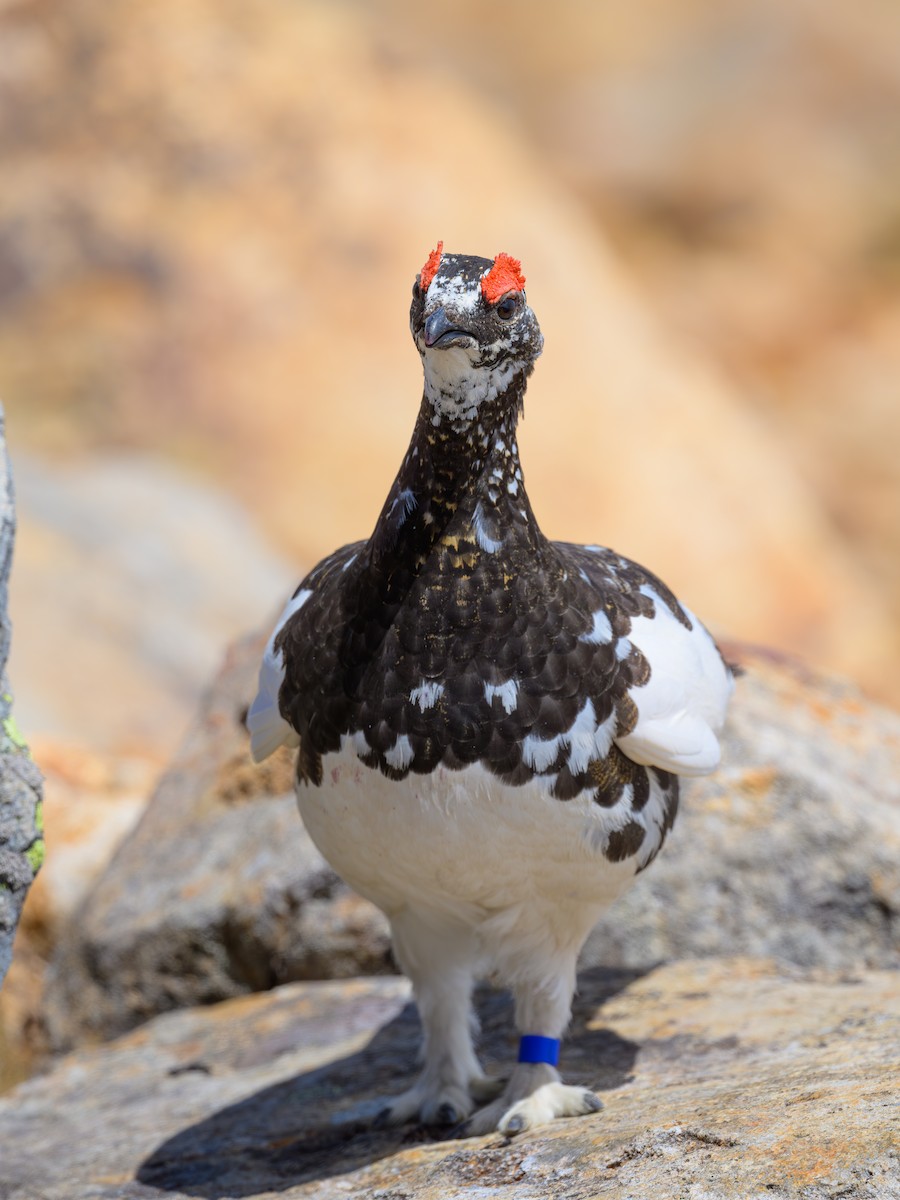 Rock Ptarmigan - Yuya Okuzaki