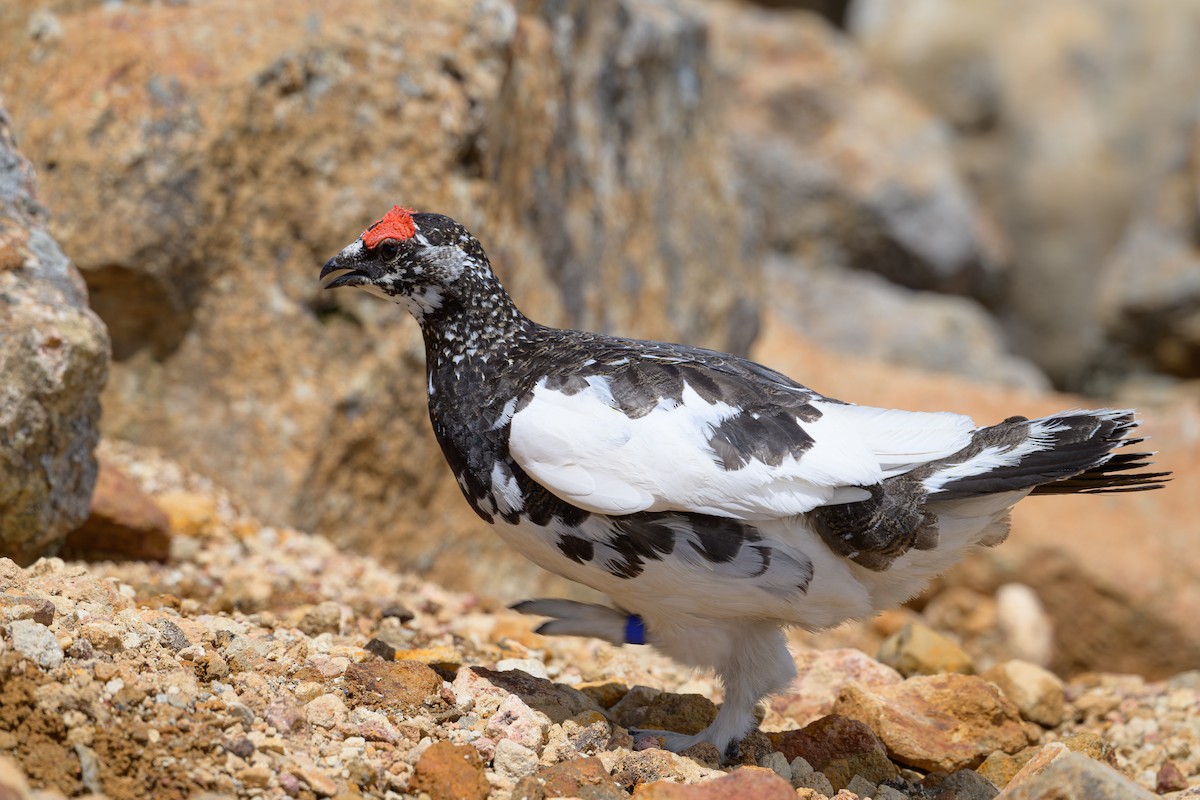 Rock Ptarmigan - ML619921338