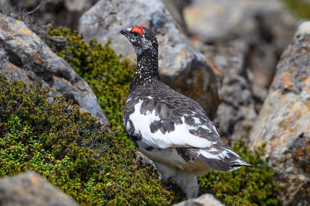 Rock Ptarmigan - ML619921346