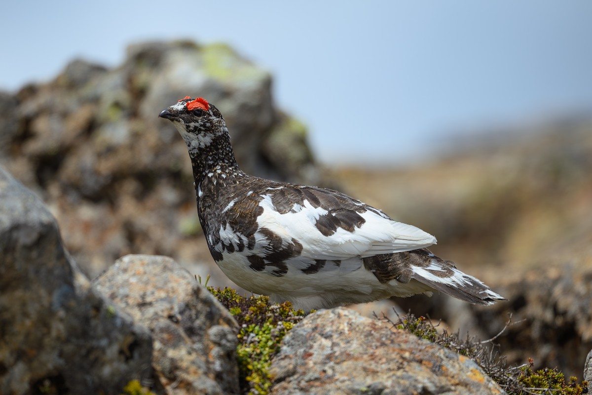 Alpenschneehuhn - ML619921360