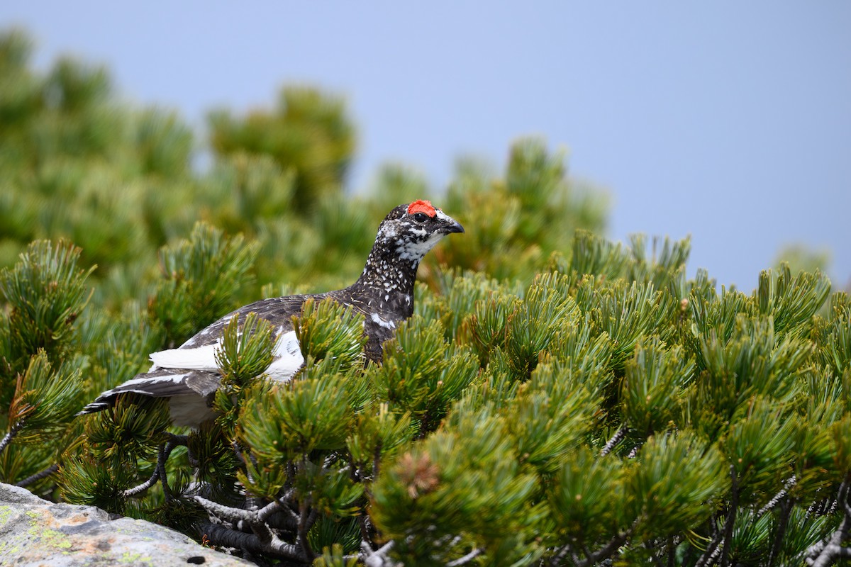 Rock Ptarmigan - ML619921363