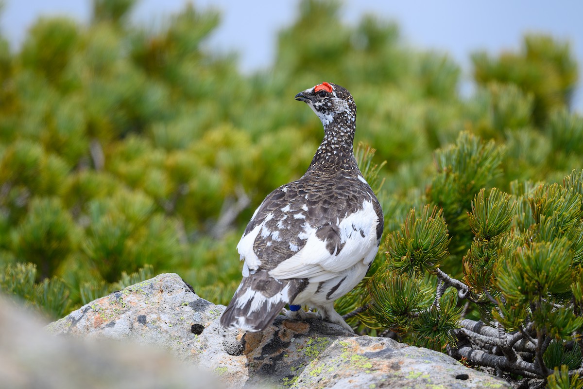 Rock Ptarmigan - ML619921366