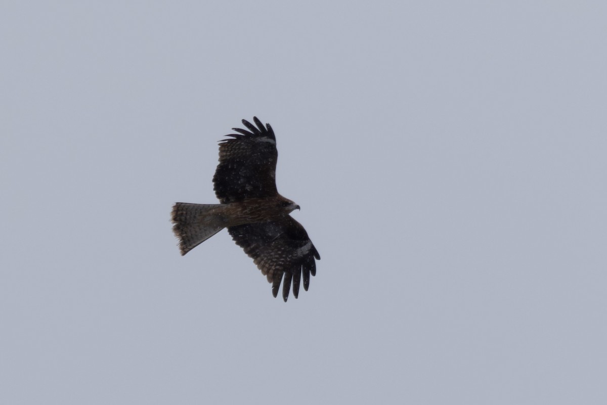 Black Kite (Black-eared) - ML619921367
