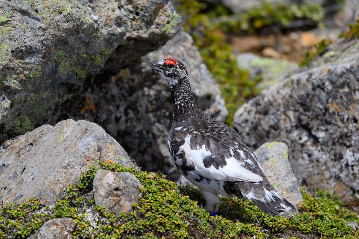 Rock Ptarmigan - Yuya Okuzaki