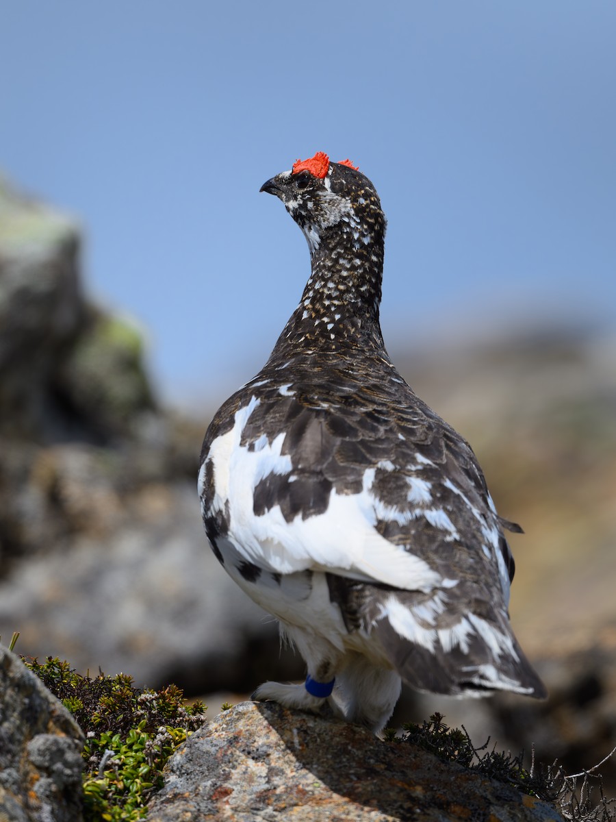 Alpenschneehuhn - ML619921370