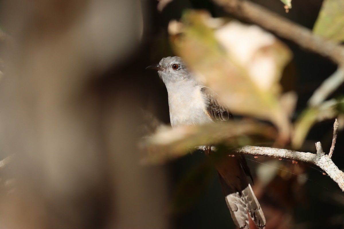 Brush Cuckoo (Australasian) - ML619921372