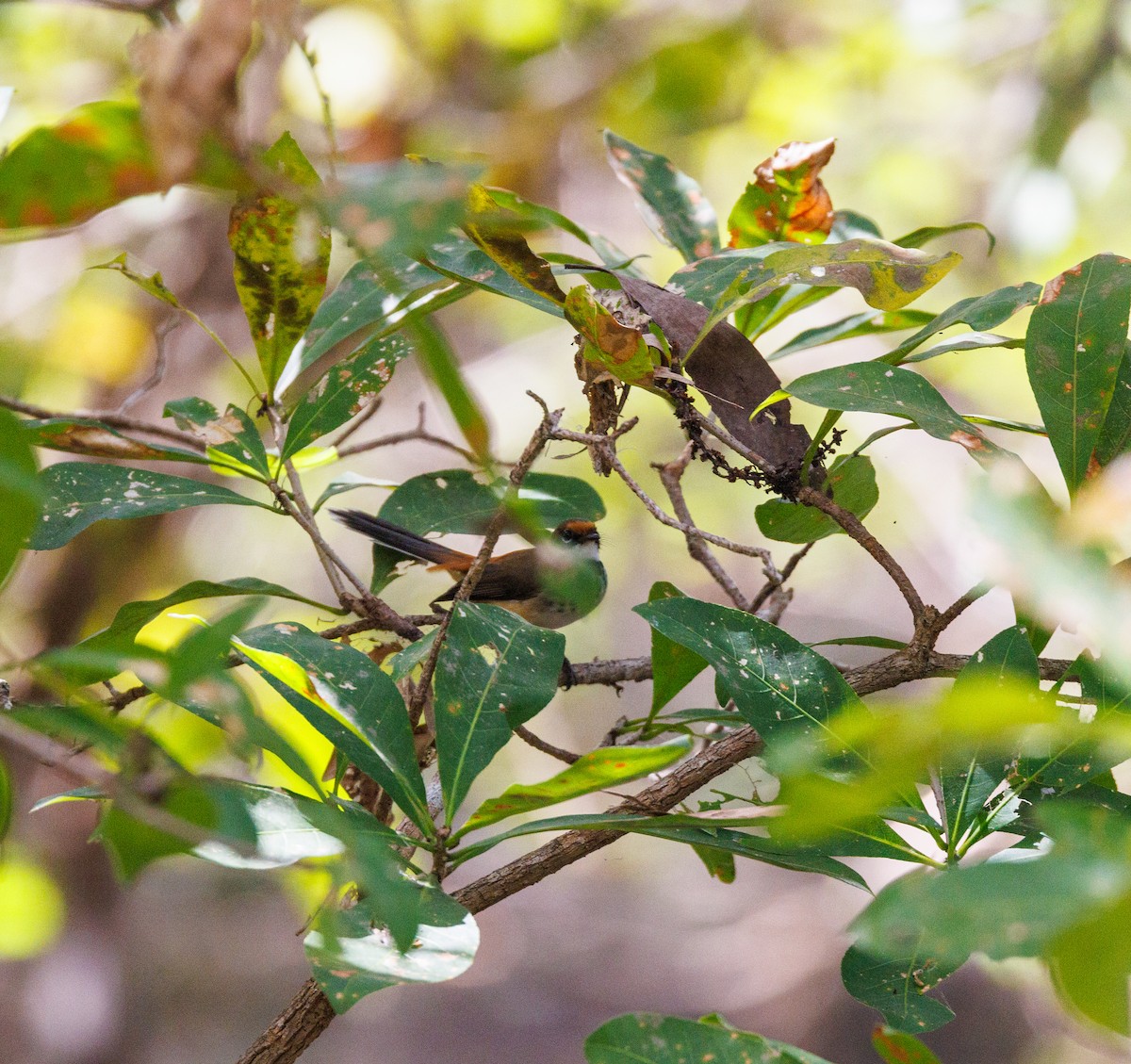 Arafura Fantail - Paul Rankin