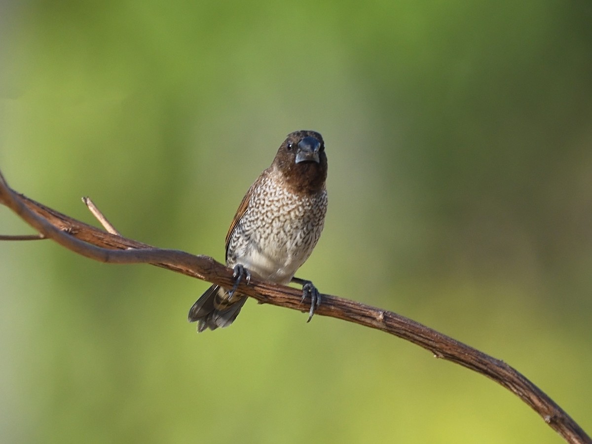 Scaly-breasted Munia - ML619921401