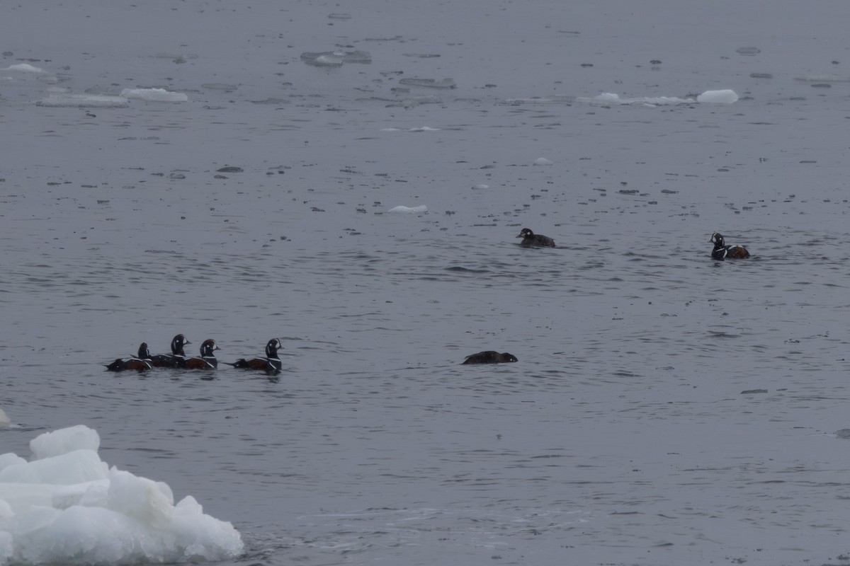 Harlequin Duck - ML619921412