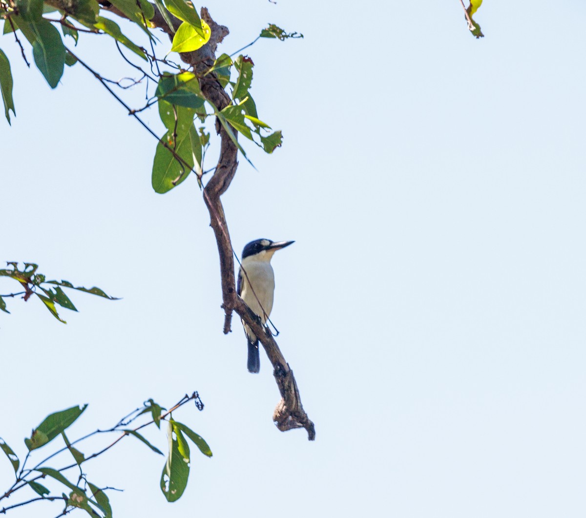 Forest Kingfisher - ML619921415