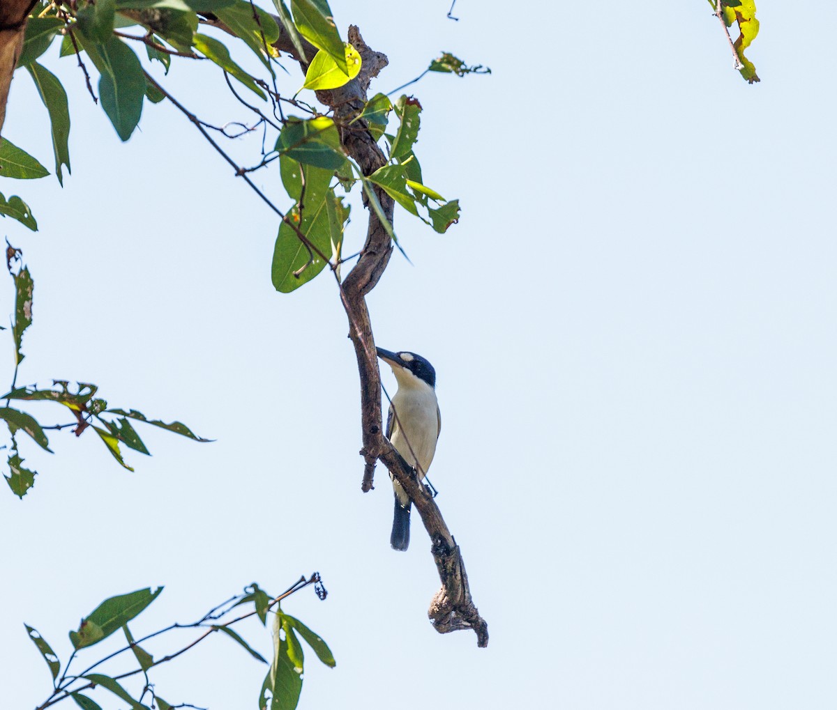 Forest Kingfisher - ML619921416
