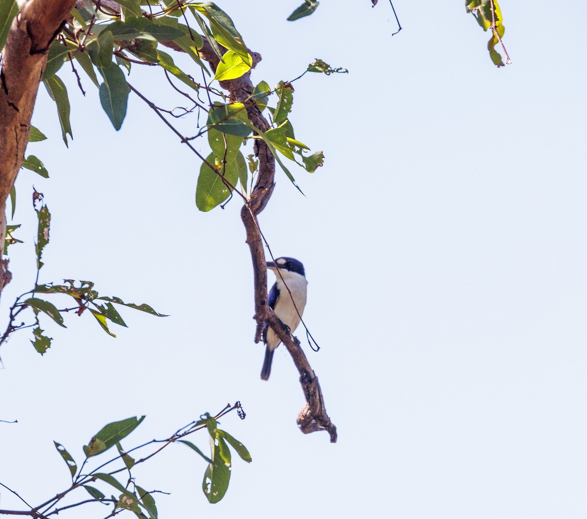 Forest Kingfisher - ML619921417
