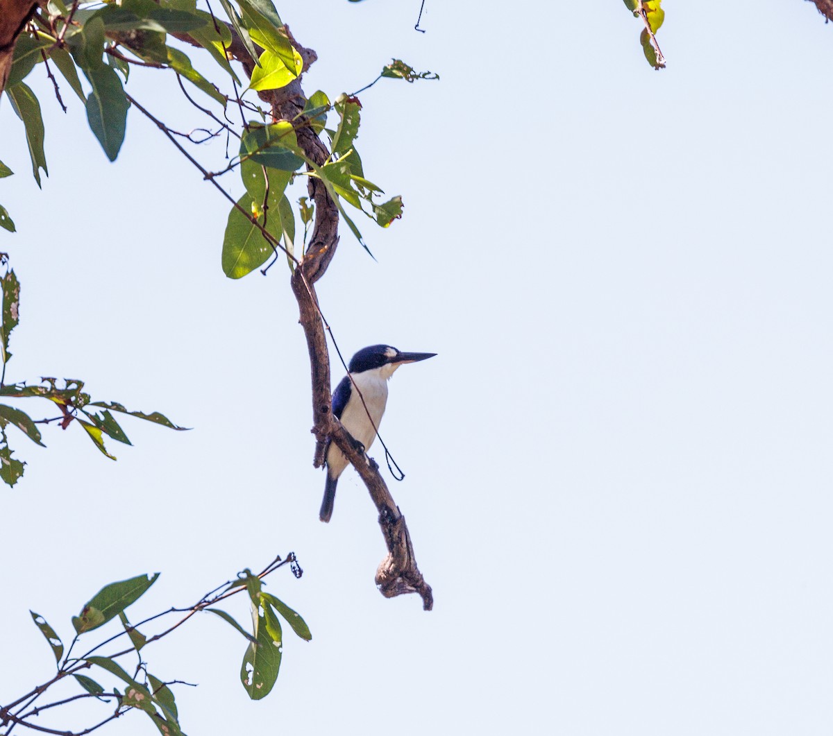 Forest Kingfisher - ML619921418
