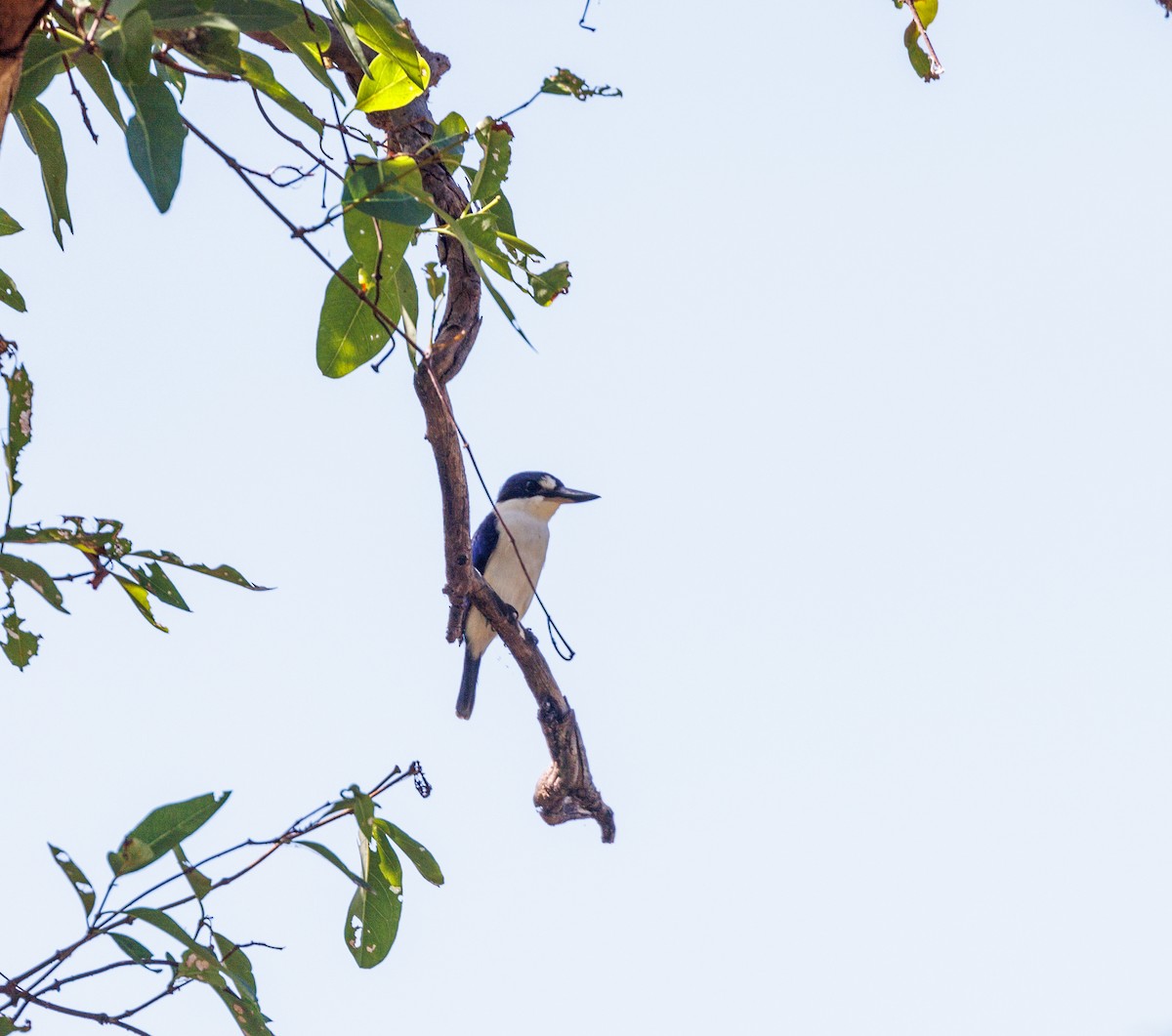 Forest Kingfisher - ML619921419