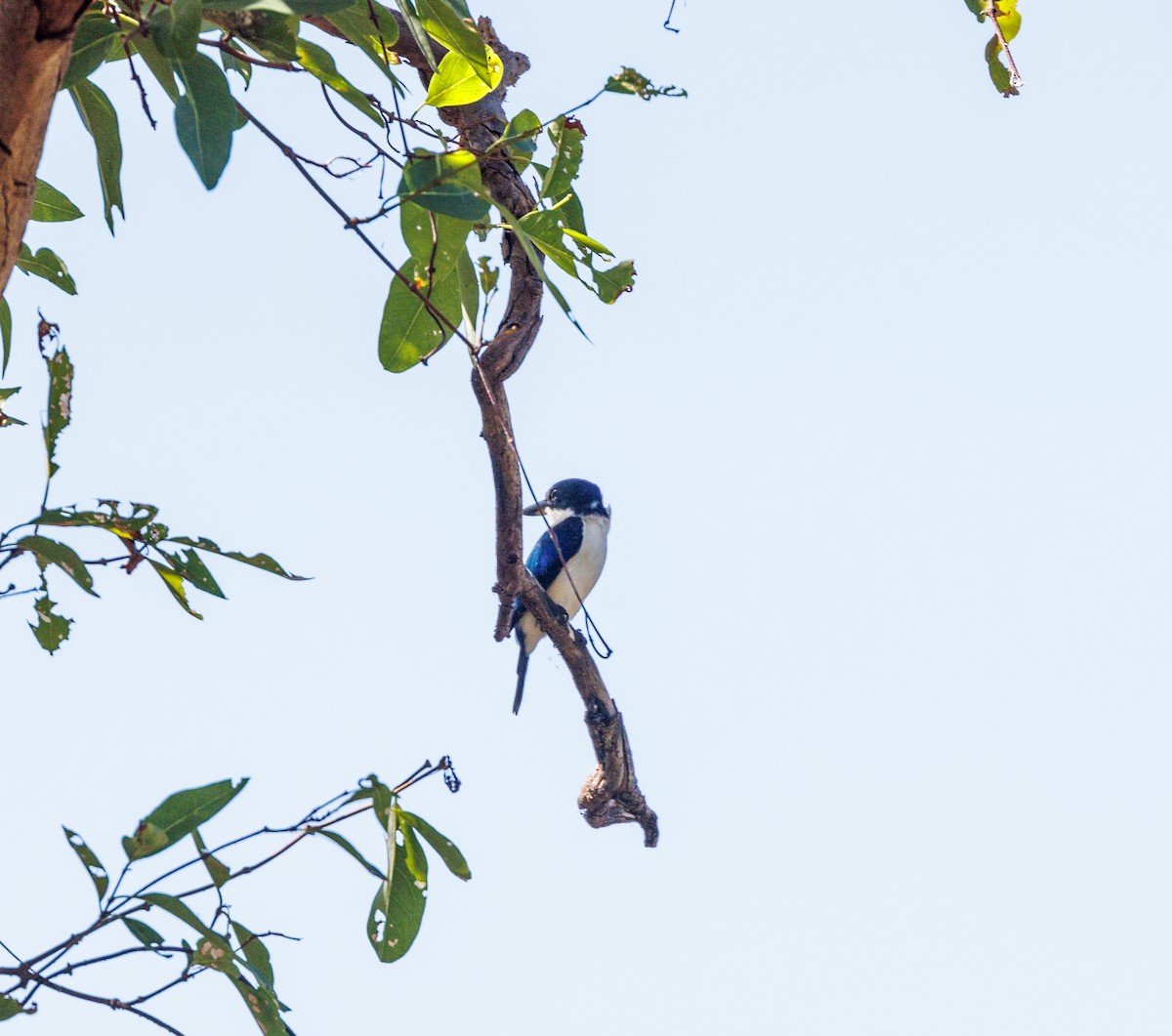 Forest Kingfisher - ML619921420